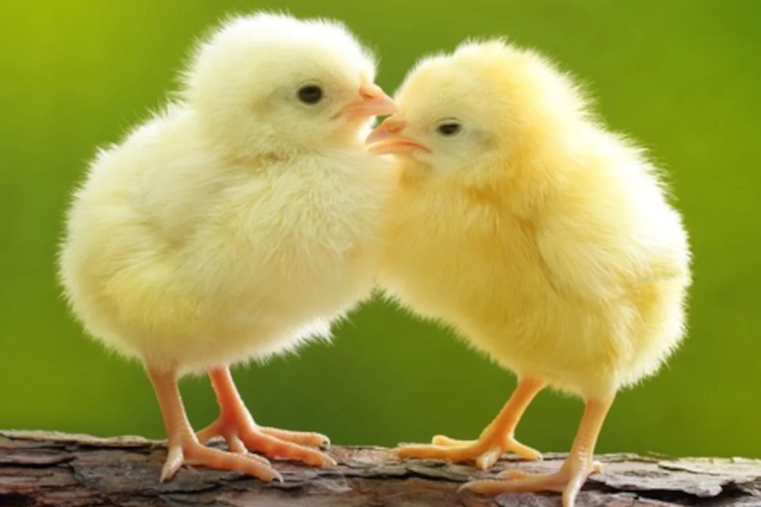 Chicks
