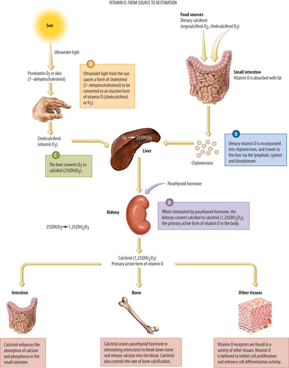 Vitamin D From Source to Destination